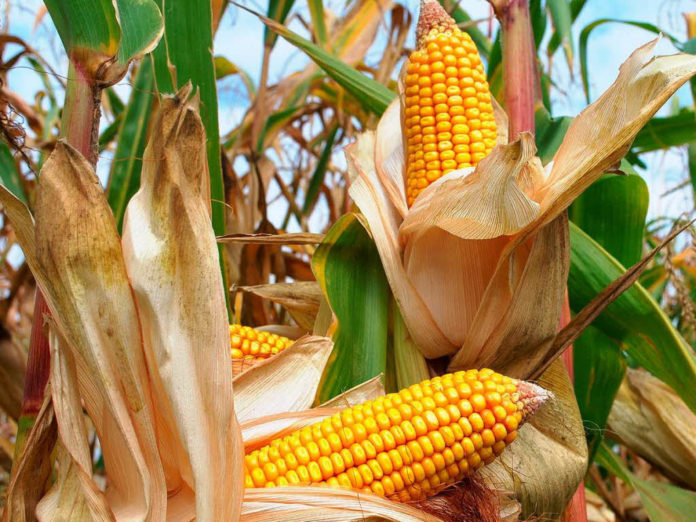 Pronostican agroempresarios mal año en producción de maíz