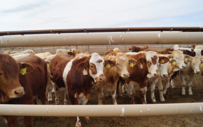 Baja California libre de garrapata Boophilus spp