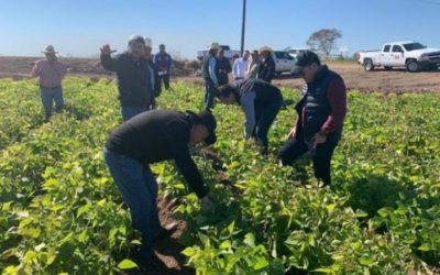 Heladas afectan a la agricultura en el centro y norte de Sinaloa