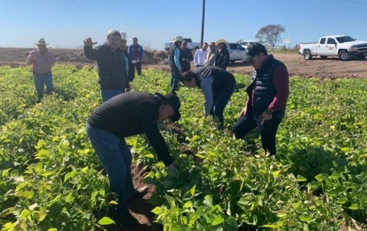 Heladas afectan a la agricultura en el centro y norte de Sinaloa