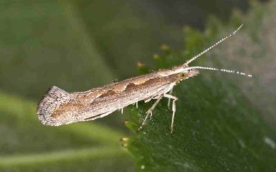 Polillas transgénicas acaban con plagas agrícolas