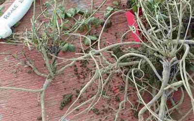 Alfalfa que combate las plagas y aumenta el rendimiento