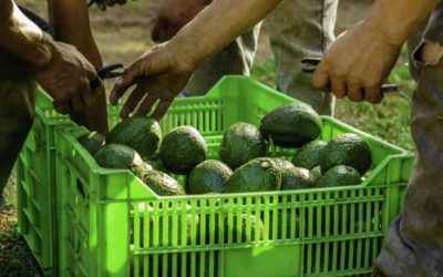 Aguacateros mexicanos buscan elevar ventas en Asia y Europa