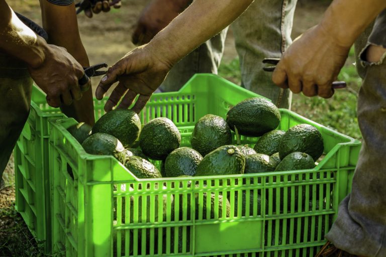 Aguacateros mexicanos buscan elevar ventas en Asia y Europa