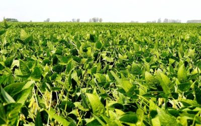 Soja: las plagas más incidentes