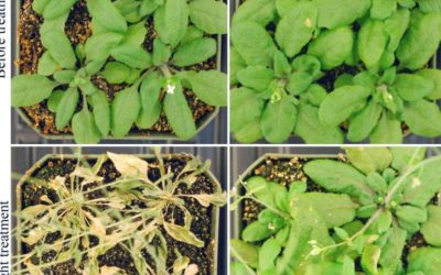 Descubrimiento podría ayudar a aumentar tolerancia a la sequía