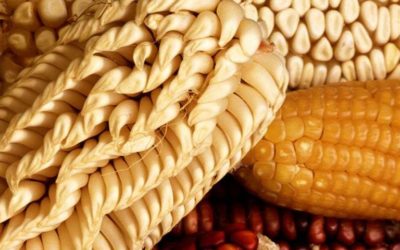 Estudio encuentra genes que ayudan a los cultivos a adaptarse al cambio