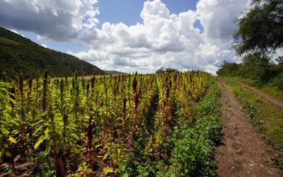 Producción para el Bienestar, camino a la sustentabilidad
