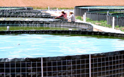 Proyectos acuícolas refrescan zonas áridas y semiáridas de México