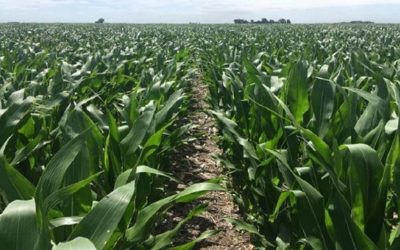 Monitoreo y control: claves para el manejo de plagas