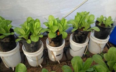 Donde hay desperdicio hay fertilizante