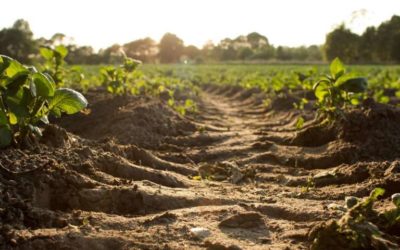 El Glifosato: qué es y su importancia para el campo
