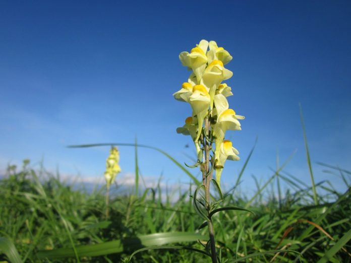 Este clima imprevisible anticipa la floración de las plantas