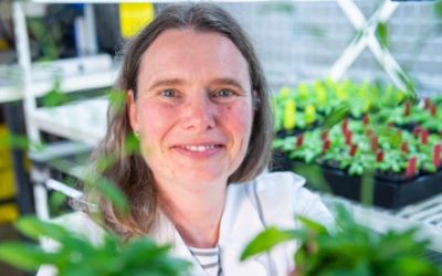 Detector de nutrientes vegetales