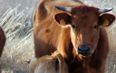 Ganadería mexicana, consolidando al campo mexicano