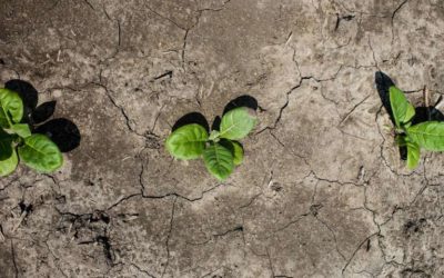 Los científicos diseñan cultivos para conservar el agua, resistir la sequía