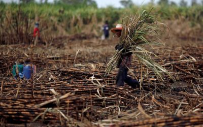 Apoyo para productores de caña de azúcar