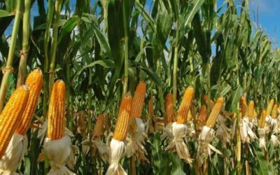 Obtiene Guerrero 1 millón 255 mil 327 tons de maíz