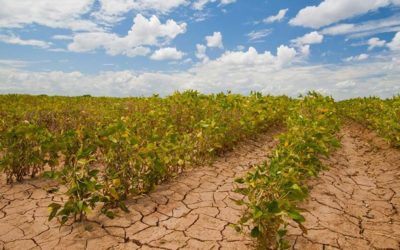 Climas extremos exponen vulnerabilidad de cultivos a nivel mundial