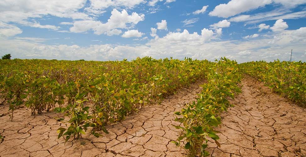 Climas extremos exponen vulnerabilidad de cultivos a nivel mundial