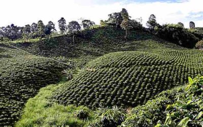 BRILLO SOLAR DETERMINA POTENCIAL PRODUCTIVO DEL CAFÉ