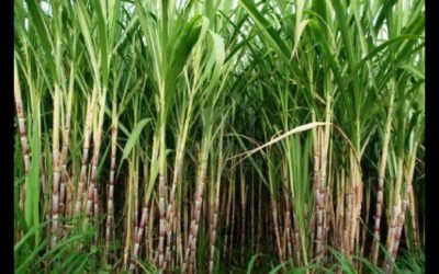 Desarrolla Colpos mejora de semillas de caña de azúcar