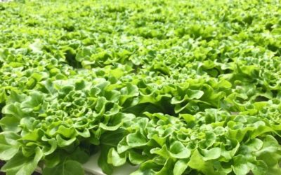 Supermercados Selectos comprará las cosechas de los agricultores locales