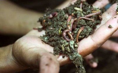 Lombrices de tierra aumentan rendimiento de los cultivos