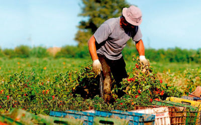 Nueva colaboración entre INIFAP y CIMMYT para fortalecer sector agrícola nacional