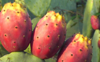 Cultivos tradicionales: Nopal