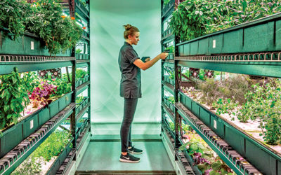 Agricultura vertical, la respuesta al autoabastecimiento