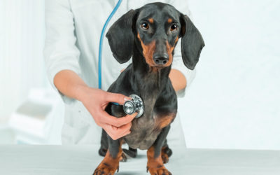 Recomendaciones para prevenir COVID-19 en animales