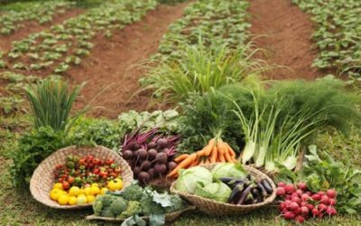 Esfuerzos para mitigar efectos del COVID-19 en sistemas alimentarios