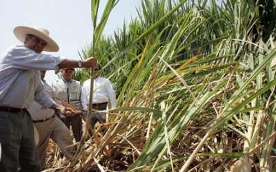 Solidaridad en la agroindustria de la caña de azúcar
