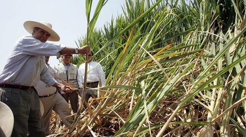 Solidaridad en la agroindustria de la caña de azúcar