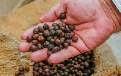 Apoyos inmediatos a productores de granos y caña de azúcar en Quintana Roo