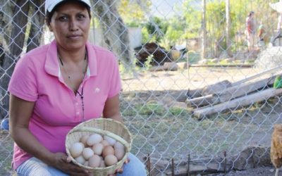 Huevo y carne de pollo, alimentos seguros