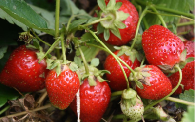 Todo lo que debes saber para tener una huerta propia según tu ubicación