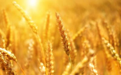 GENES PARA LA MEJORA GENÉTICA EN TRIGO