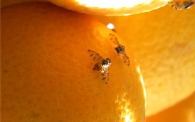 Colima libre de la mosca del Mediterráneo