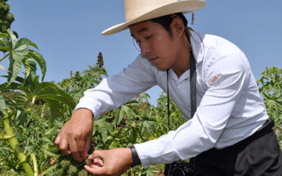 Para asegurar la producción alimentaria, el registro de variedades sigue su marcha