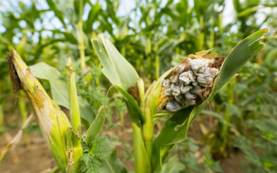 Desarrolla Colpos métodos para potenciar producción de huitlacoche