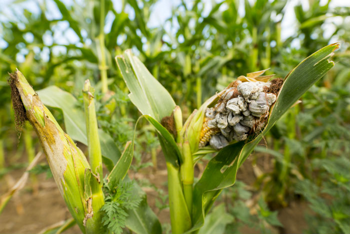 Desarrolla Colpos métodos para potenciar producción de huitlacoche