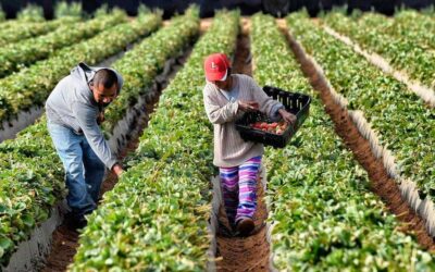 La pandemia fomenta un nuevo aprecio por quienes alimentan el mundo