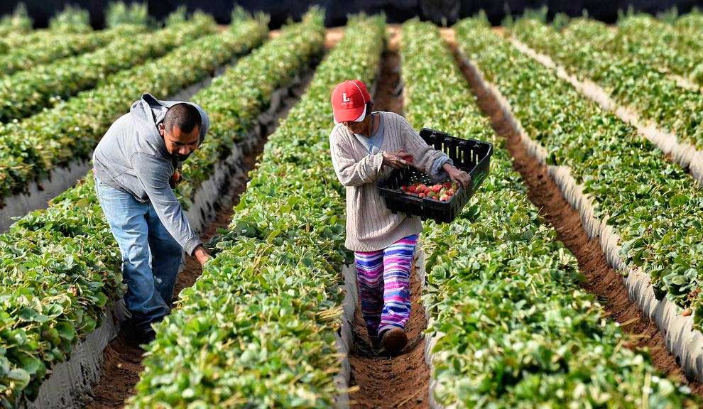 La pandemia fomenta un nuevo aprecio por quienes alimentan el mundo