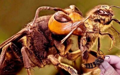 Activa Agricultura vigilancia epidemiológica para prevenir entrada de avispón gigante a México