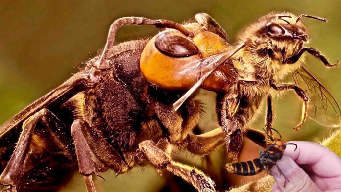 Activa Agricultura vigilancia epidemiológica para prevenir entrada de avispón gigante a México