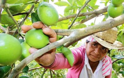 Pronostican que pandemia evolucionará la citricultura