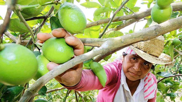 Pronostican que pandemia evolucionará la citricultura