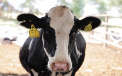 Pretenden optimizar producción de leche en Jalisco